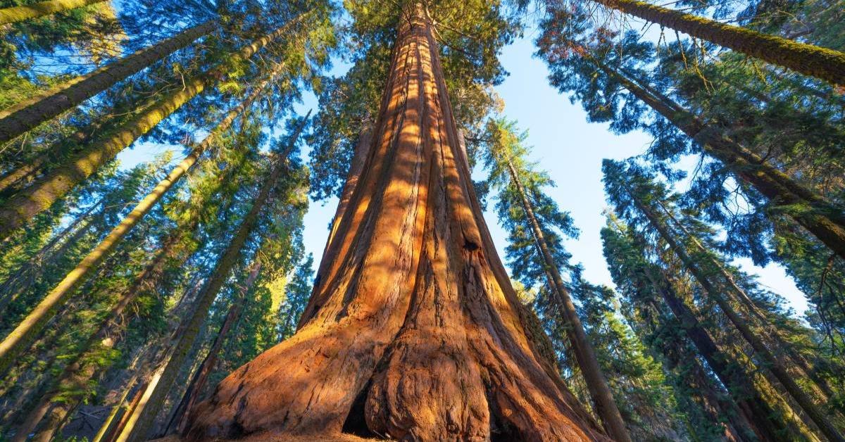 Half the Height of a Giant Sequoia Tree