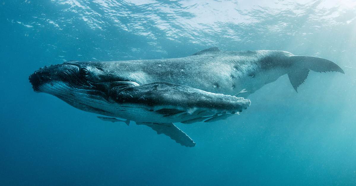 Humpback Whale