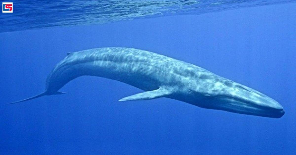 A Blue Whale