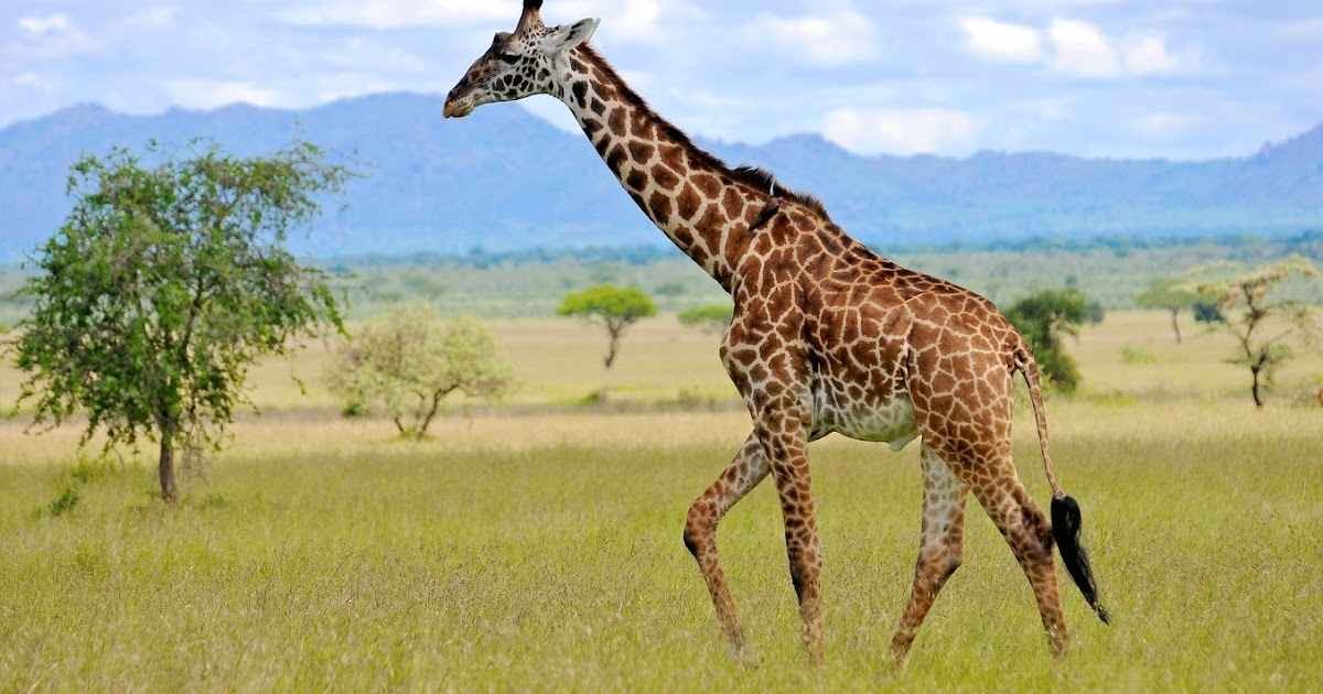 A Giraffe’s Height