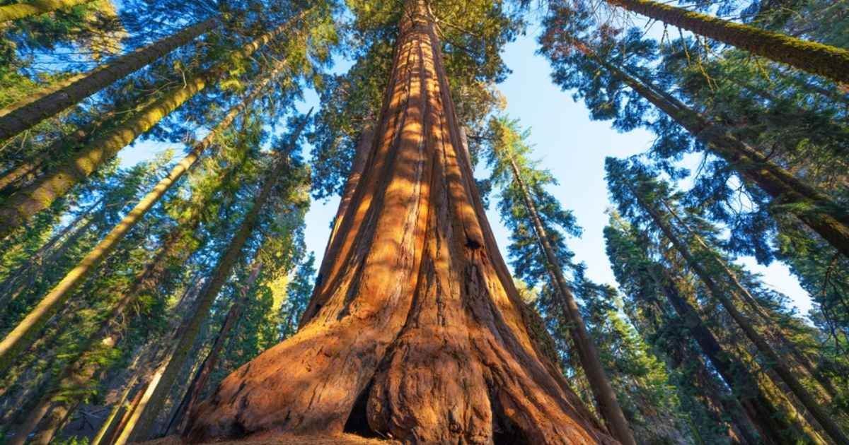 A Giant Sequoia Tree