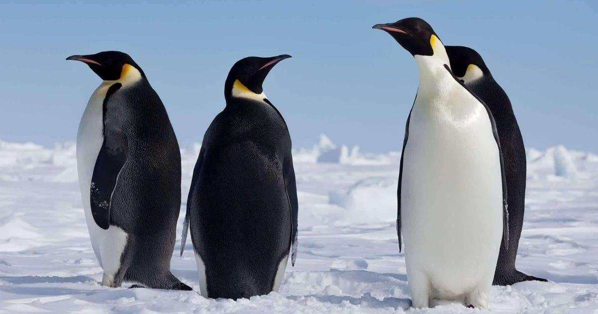 Emperor Penguins: Nature’s 3-Foot Giants