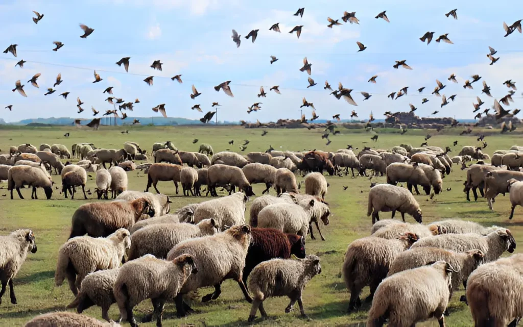 When Does Your Flock Need More Space to Stretch, Forage, and Thrive