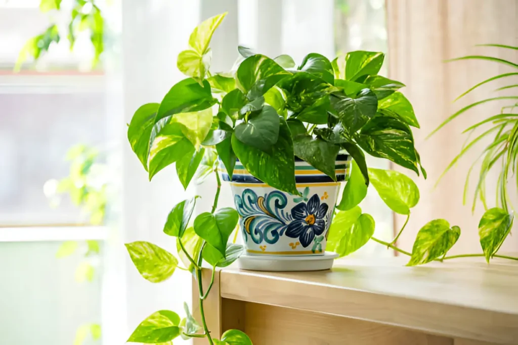 How Much Sunlight Does an Indoor Money Plant Need?