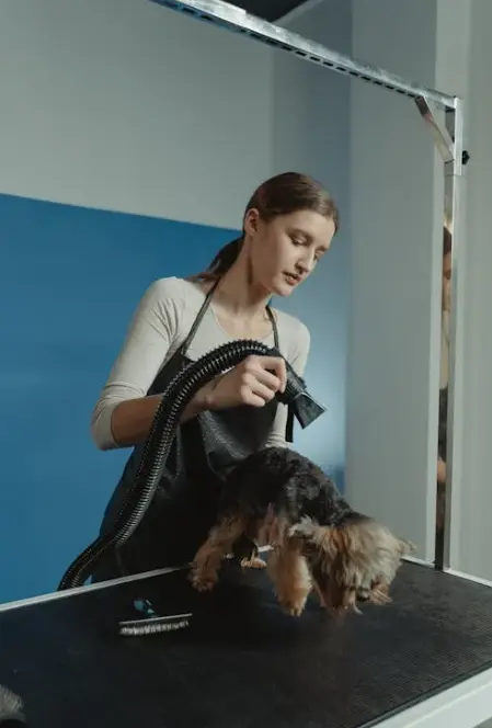 5 Grooming Tips for Long-Haired Breeds 5 Grooming Tips for Long-Haired Breeds